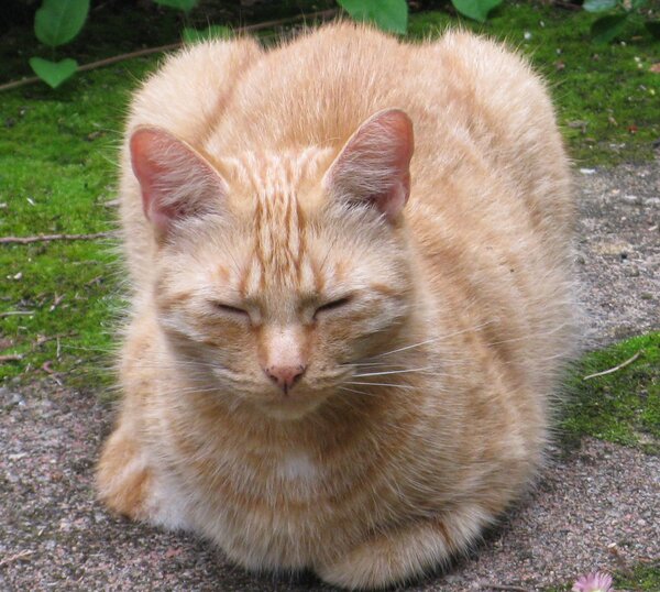 Ginger at eyes clos aing camea