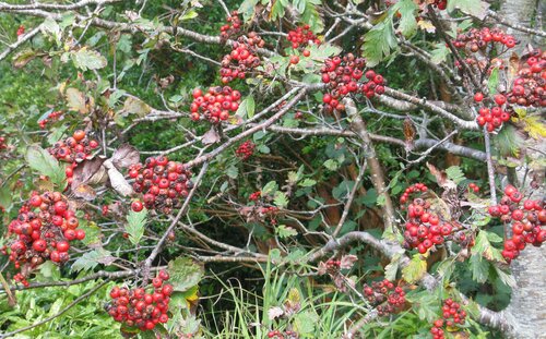 Cotoneaster berries