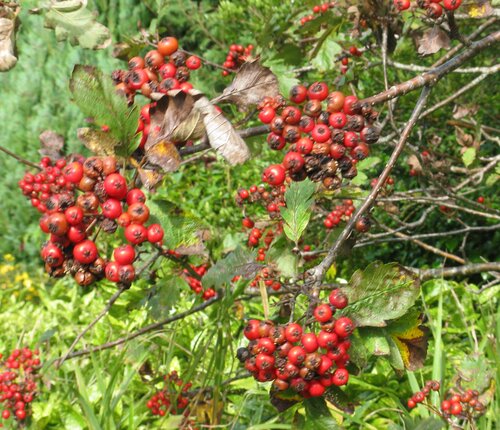 Cotoneaster berries