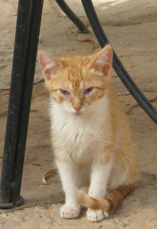 Ginger cat