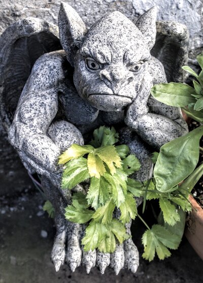 Grumpy garden gargoyle and ivy