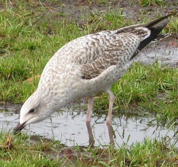 Juvenile herring gull in flooded meadow bending to peck facing left