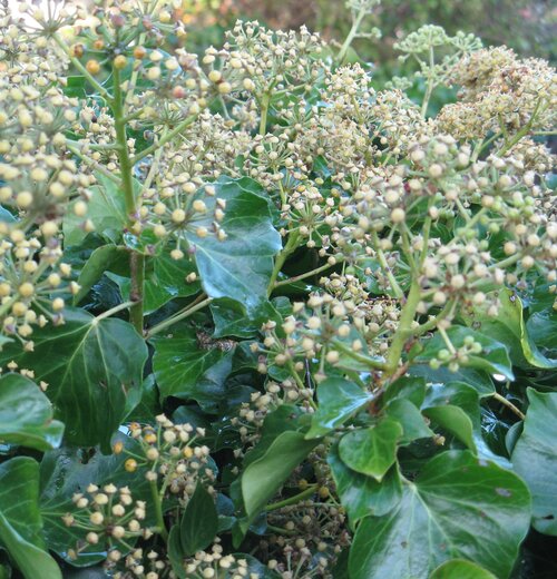 Ivy in bloom