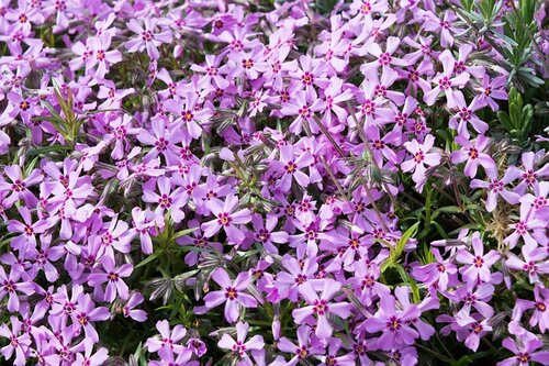Phlox in flower