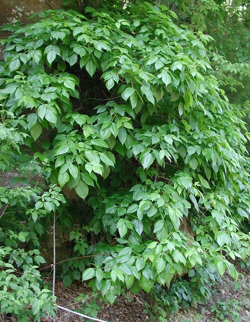 Poison ivy growing by a road