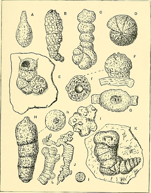 Illustrations of various kinds of protozoa