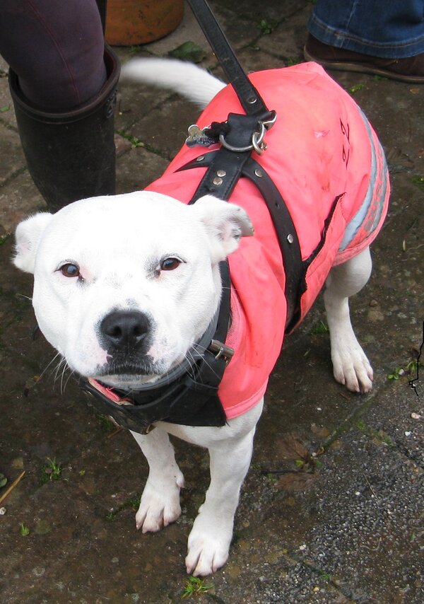 White Staffordshire in red-pink jacket looking at camera