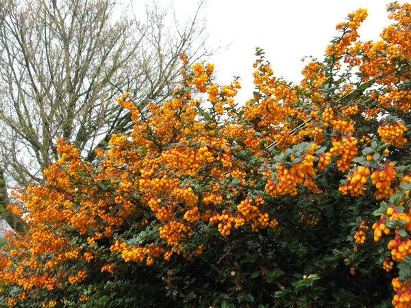 Orange berberis bush next to bare tree.