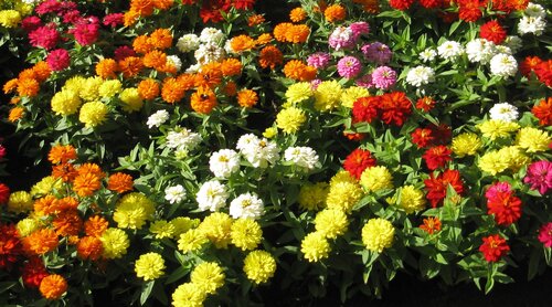 Multi-coloured bedding flowers