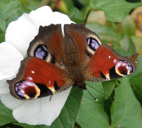 Peacock butterfly head down on white flower