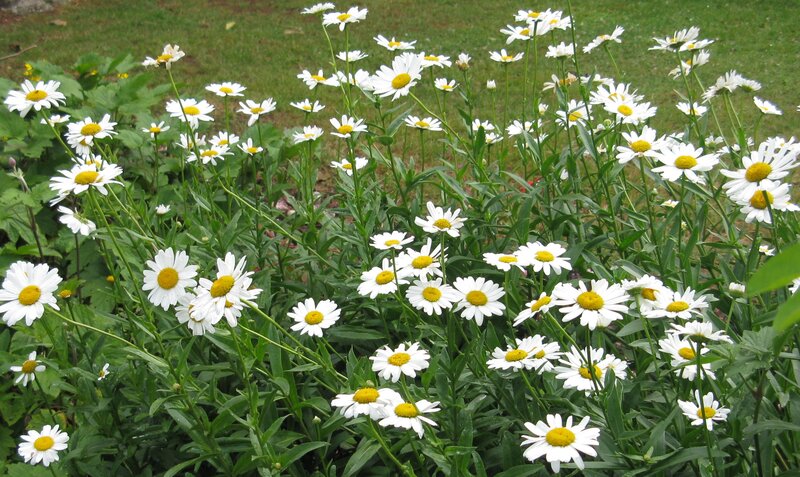 Oxeye daisies