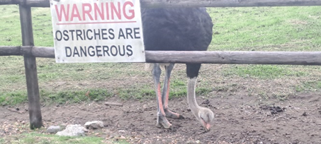 Ostrich with  beak on ground and notice saying Ostriches are dangerous