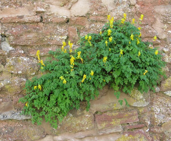 Yellow flowers on red sandstone wall