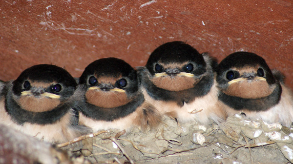 Four Swallow nestlings