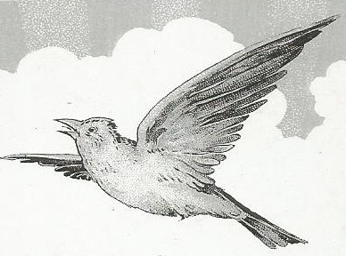 Soaring skylark looking left. (Monochrome)