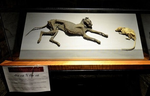 Mumified cat and rat in display case Dublin Cathedral