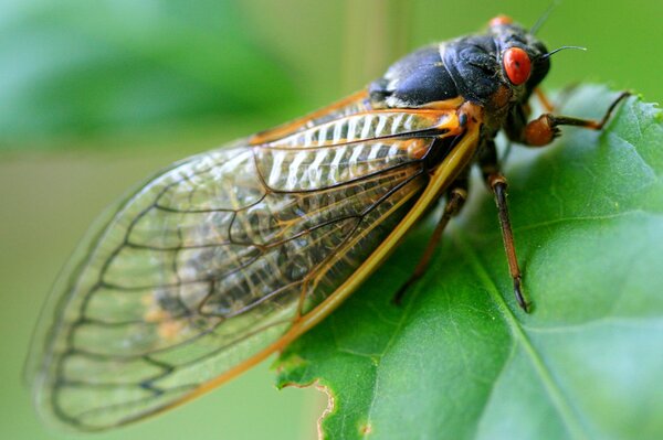 17 year cicada facing right