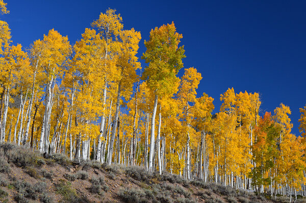 Grove of tall trees with yellowing leaves.