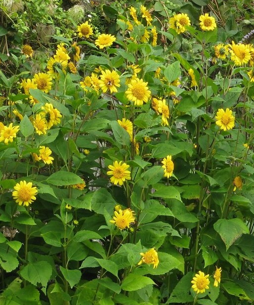 A display of perennial sunflowers