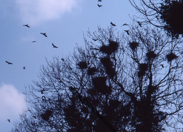 CNests in Cotswod rookery with rooks flying roundnd
