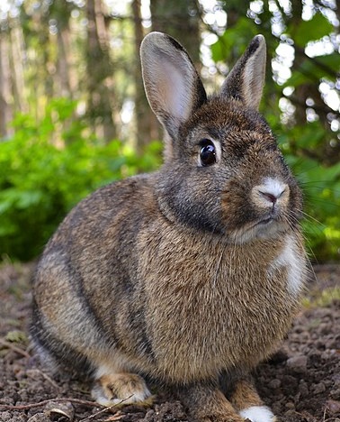 Rabbit facing camera