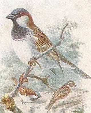 Painting of male house-sparrow