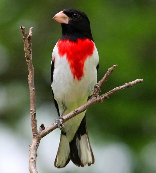Rose-breasted grosbeak facing camera