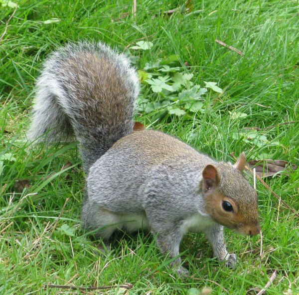Grey squirrel on grass looking right