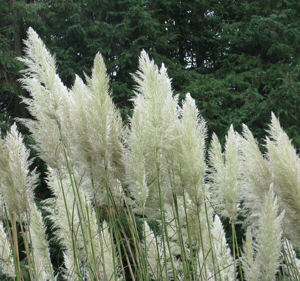 Pampas grass against dark background