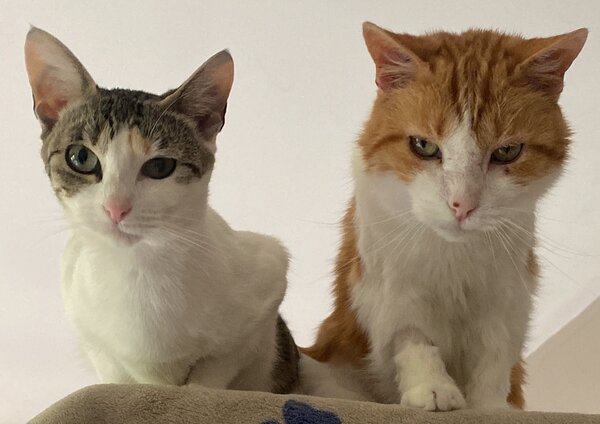 Young cat (left( old cat (right) facing camera