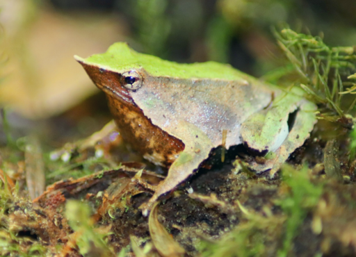 A Darwin's frog looking left