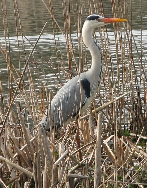 Herom among reeds looking left