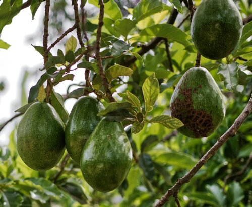 Avocados growing