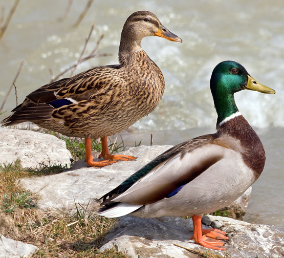 Mallard duck and drake