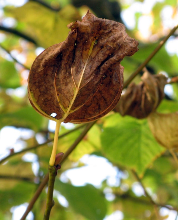 Brown leaf on tree