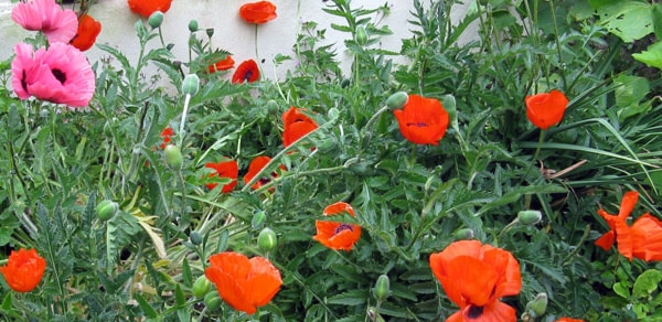 Red Oriental poppies in bloom