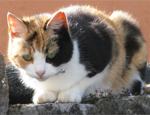 Old English (US Calico) cat on wall