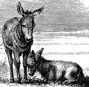 Donkey and foal. Steel-engraved endpiece 1868.