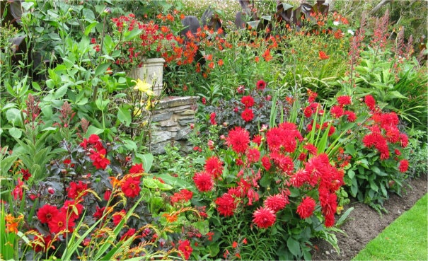 Red dahlias in a border.