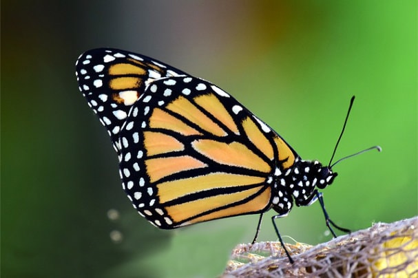 Monarch butterfly on plant.