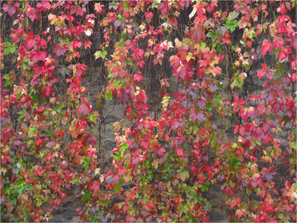 Virginia creeper on wall