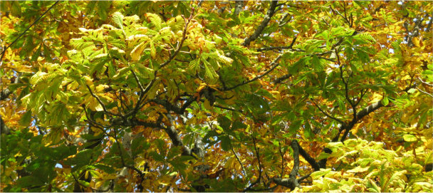 Horse chestnut with yellowing leaves