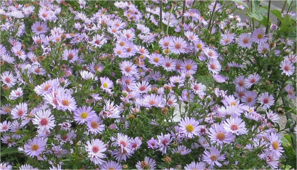 Michaelmas daisies