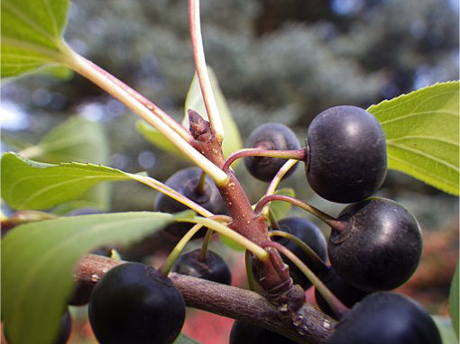 Dark-blue fruit of Common Buckthorn