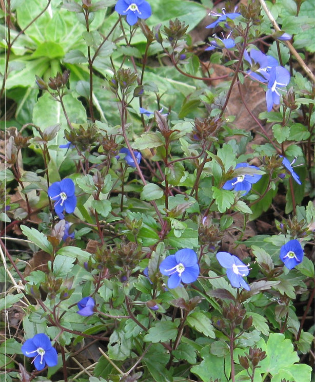 Europen spedwell (small blue flowes)