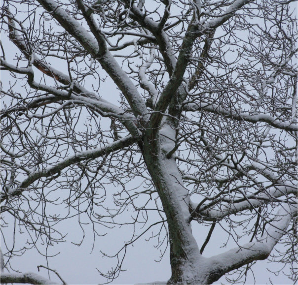 Snow on branches of tree
