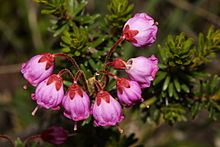 Red mountain heather flowers