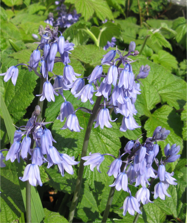 Bluebells i garden