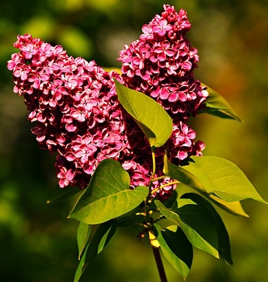 Two sprays of deep onk lilac