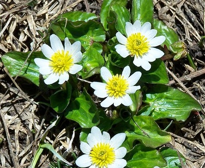 Three marsh marigolds